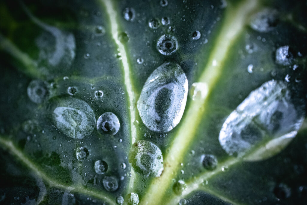 Macrofotografie van regendruppels op een blad, buiten uit de hand gemaakt