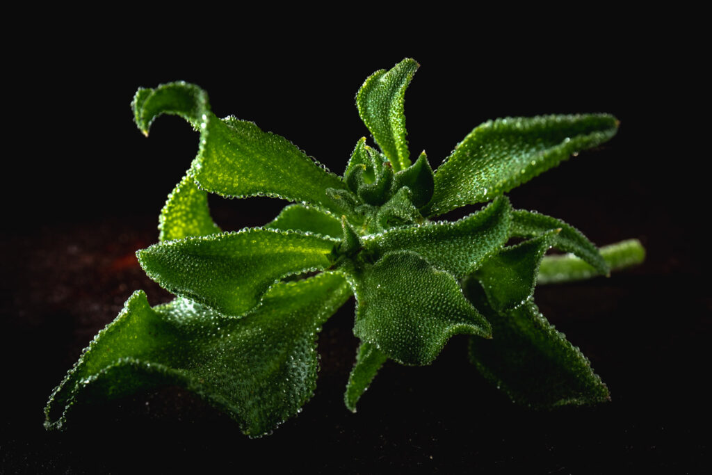 Clair-obscur in macro foodfotografie met een groen blad tegen een zwarte achtergrond