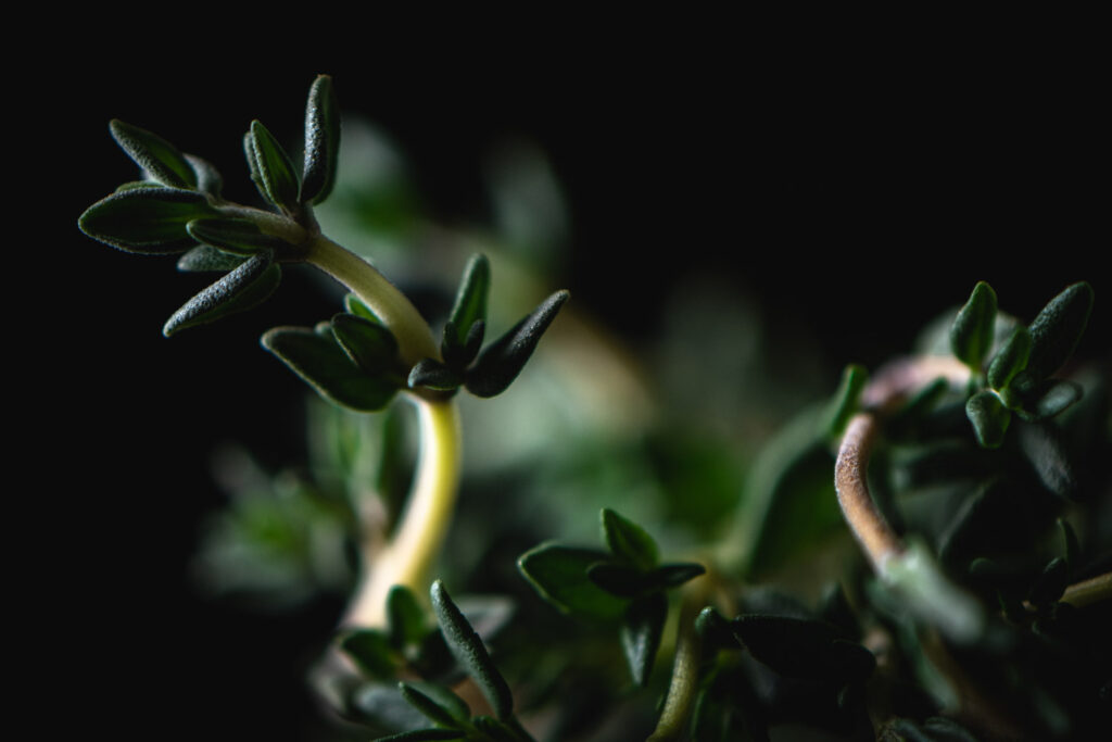 Macro foodfotografie van verse tijm met dauwdruppels en zacht tegenlicht