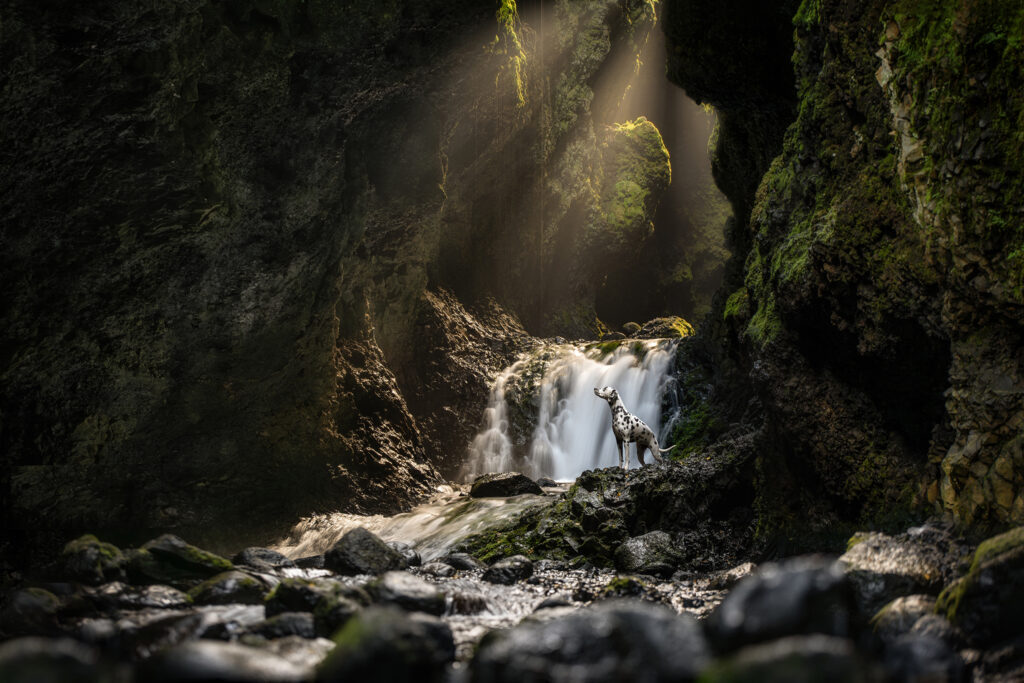 Dalmatiër op natte rotsen naast een kleine waterval in een donkere, bemoste bergkloof met een lichtstraal van bovenaf