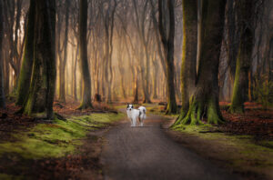 Witte hond met zwarte tekening staat midden op een bospad in een beukenbos met mosbegroeide boomstammen