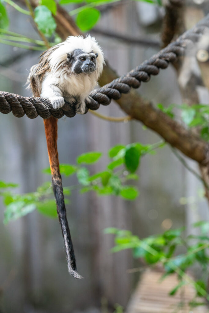 Pinchéaapje door glas gefotografeerd in een dierentuin, natuurfotografie