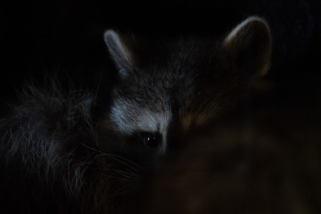 Dier met scherpe ogen in weinig licht, wildlifefotografie bij zwak licht