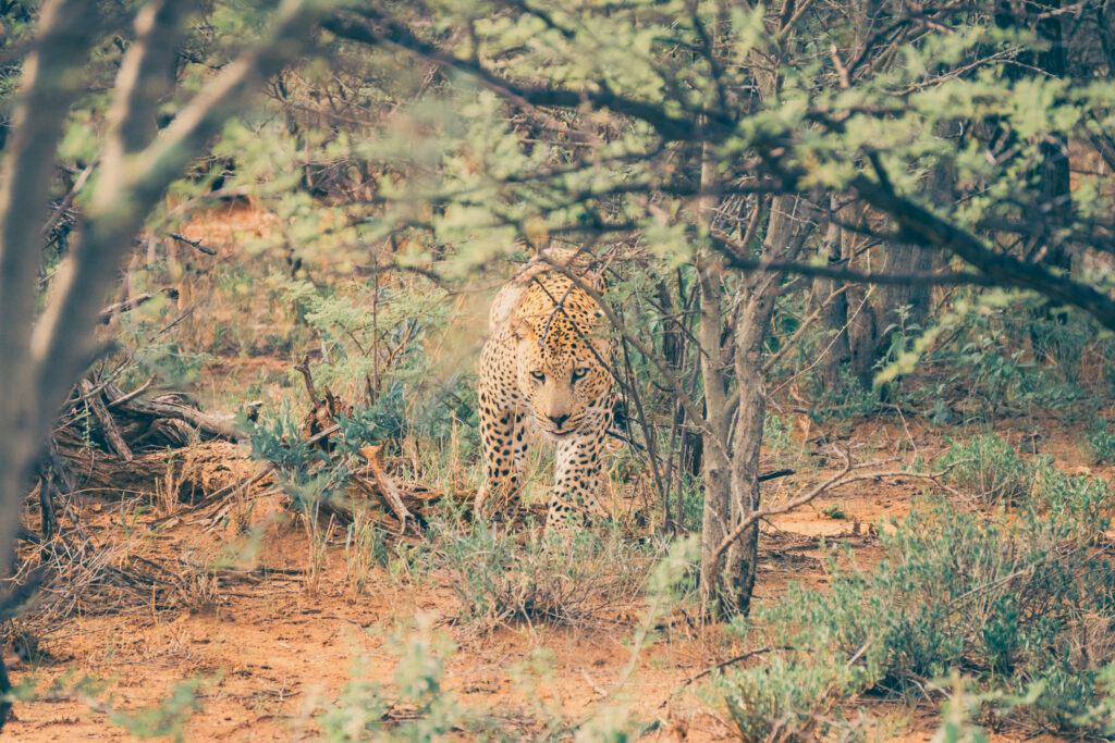 Luipaard in dicht struikgewas, wildlifefotografie van grote katten