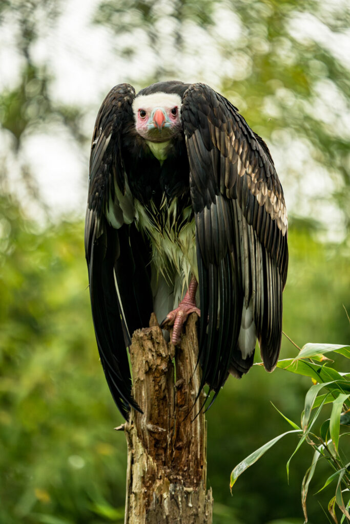 Grote roofvogel in een volière, dierenfotografie in een dierenpark