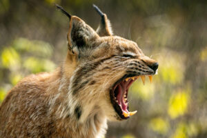 Geeuwende lynx als voorbeeld van actie in wildlifefotografie