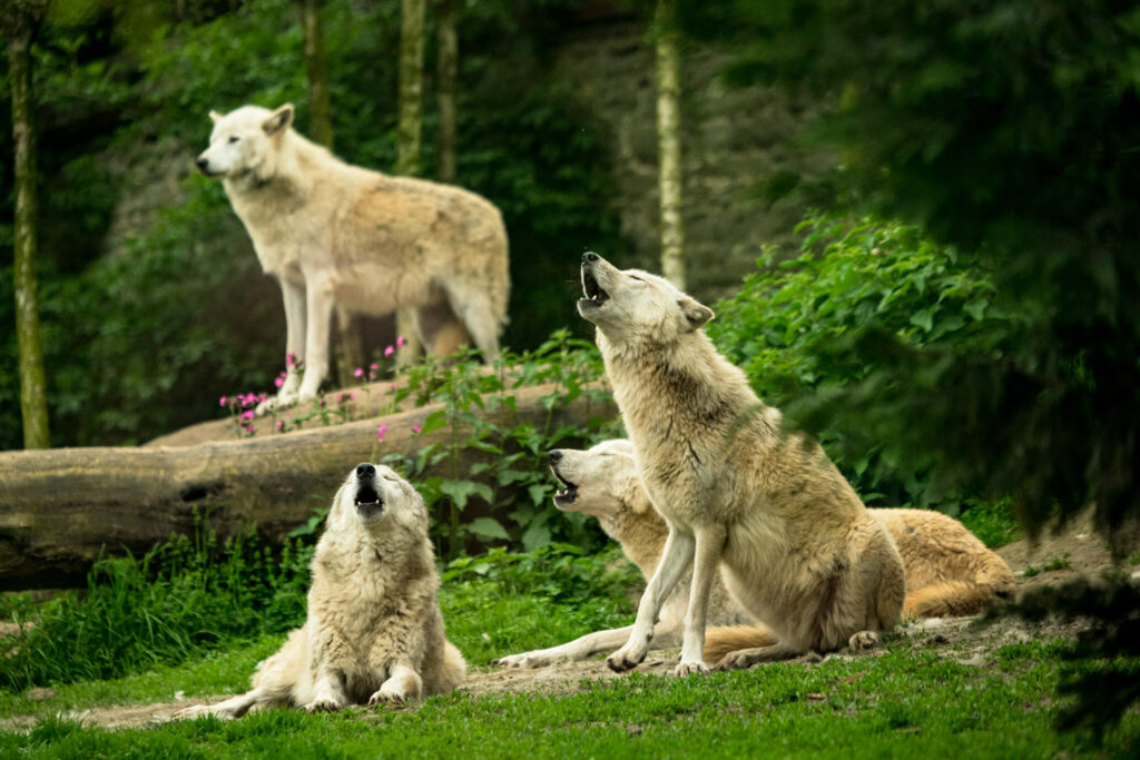 Huilende witte wolven gefotografeerd door glas tijdens wildlifefotografie