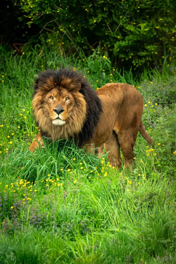 Leeuw in een dierenpark tijdens voedertijd als voorbeeld van wildlifefotografie