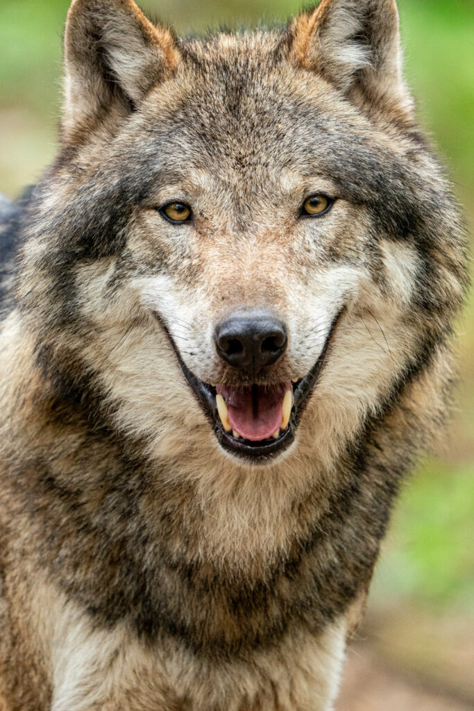 Portret van een wolf die in de camera kijkt tijdens wildlifefotografie