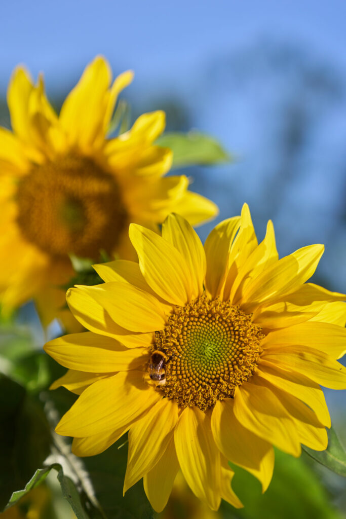 nsectenherkenning autofocus hommel op zonnebloem