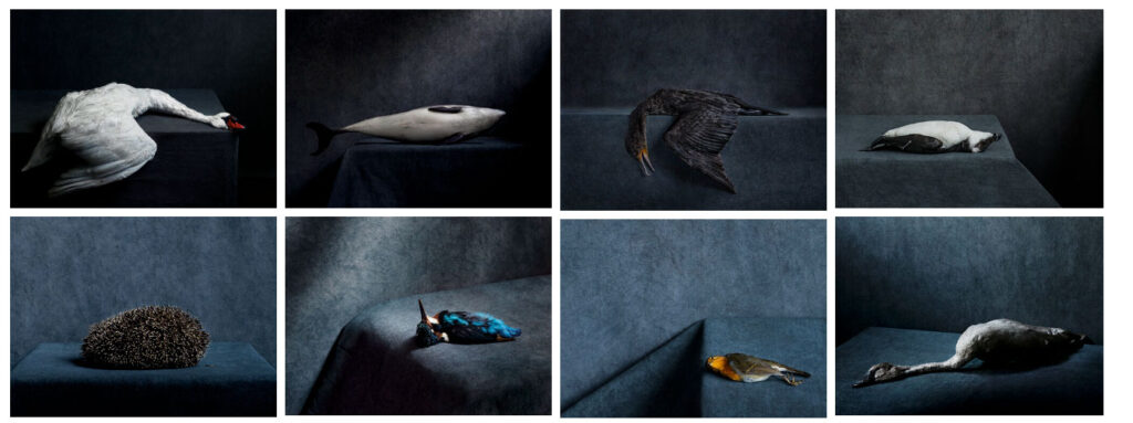 Themareeks Nature Morte als inspiratie voor je portfolio samenstellen