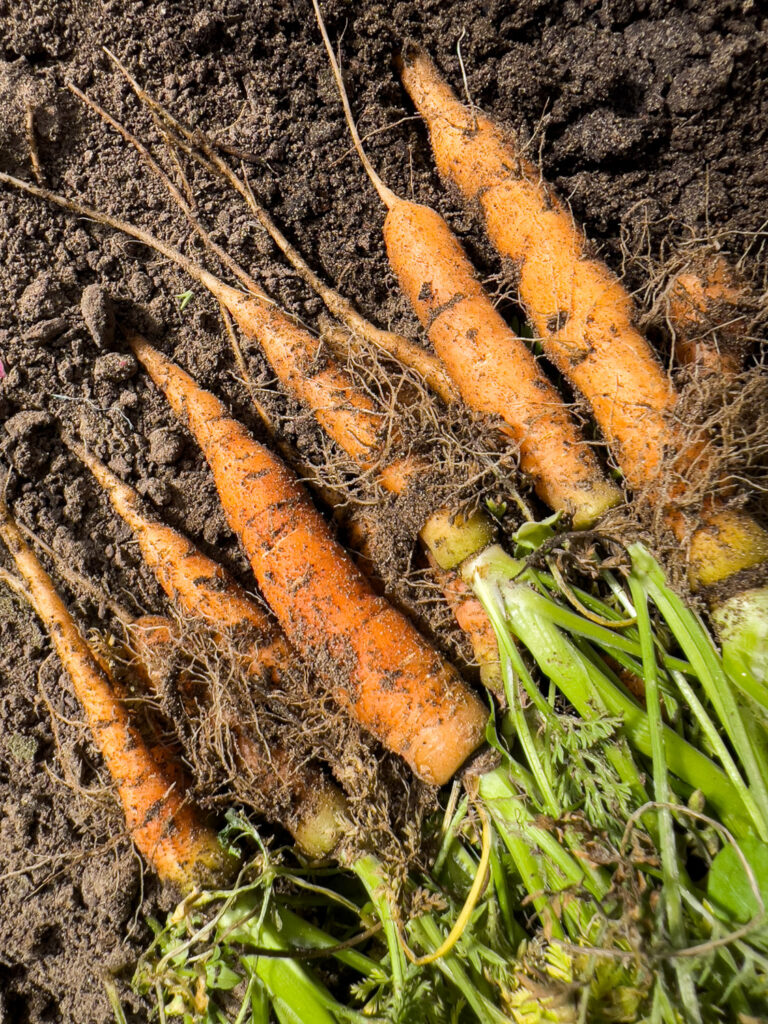 vuile wortels recht uit de aarde, authentiek onderwerp voor foodfotografie met je smartphone