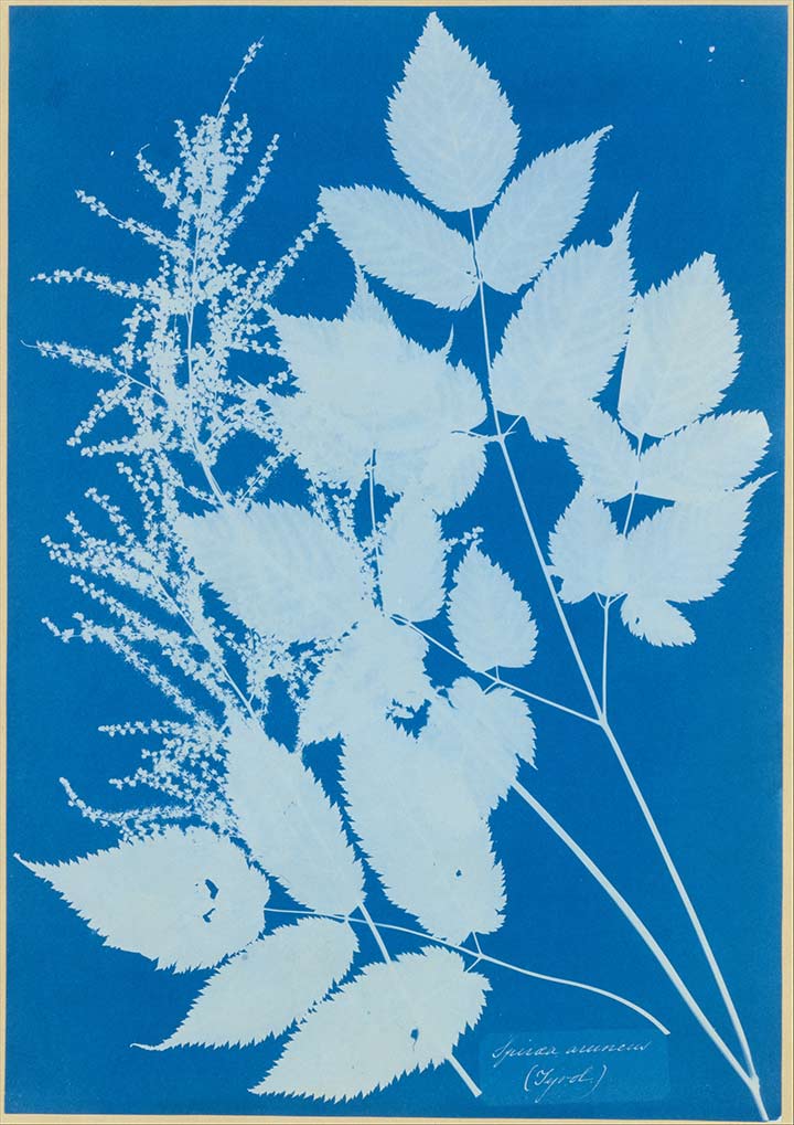 cyanotypie en fotogram van bladeren door Anna Atkins, fotograferen zonder camera in de geschiedenis van de fotografie