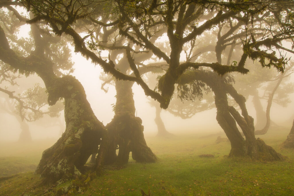 Mistig sprookjesbos Fanal met oude laurierbomen, landschapsfotografie op Madeira