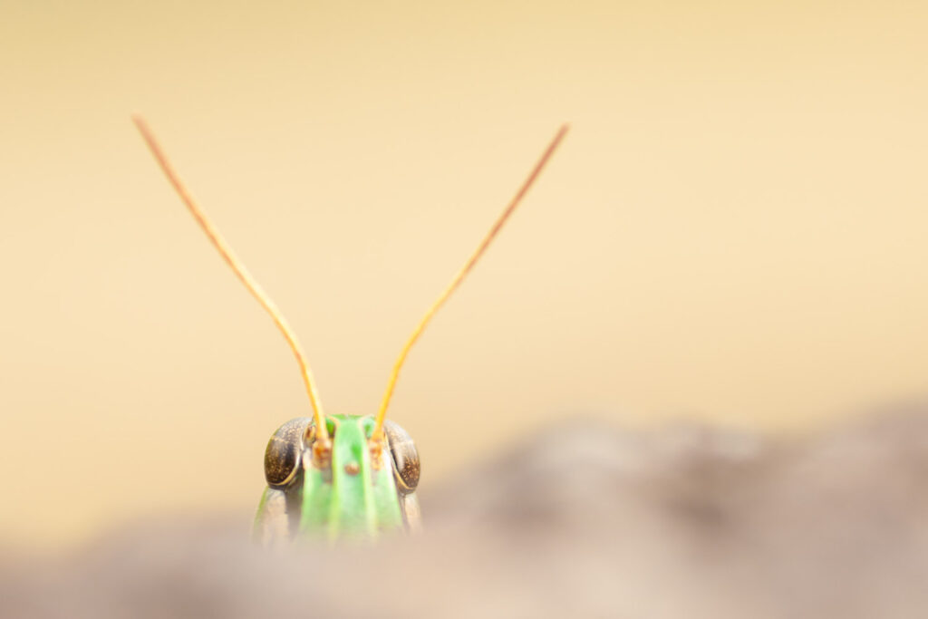 Groene sprinkhaan van dichtbij op Madeira met onscherpe voor- en achtergrond