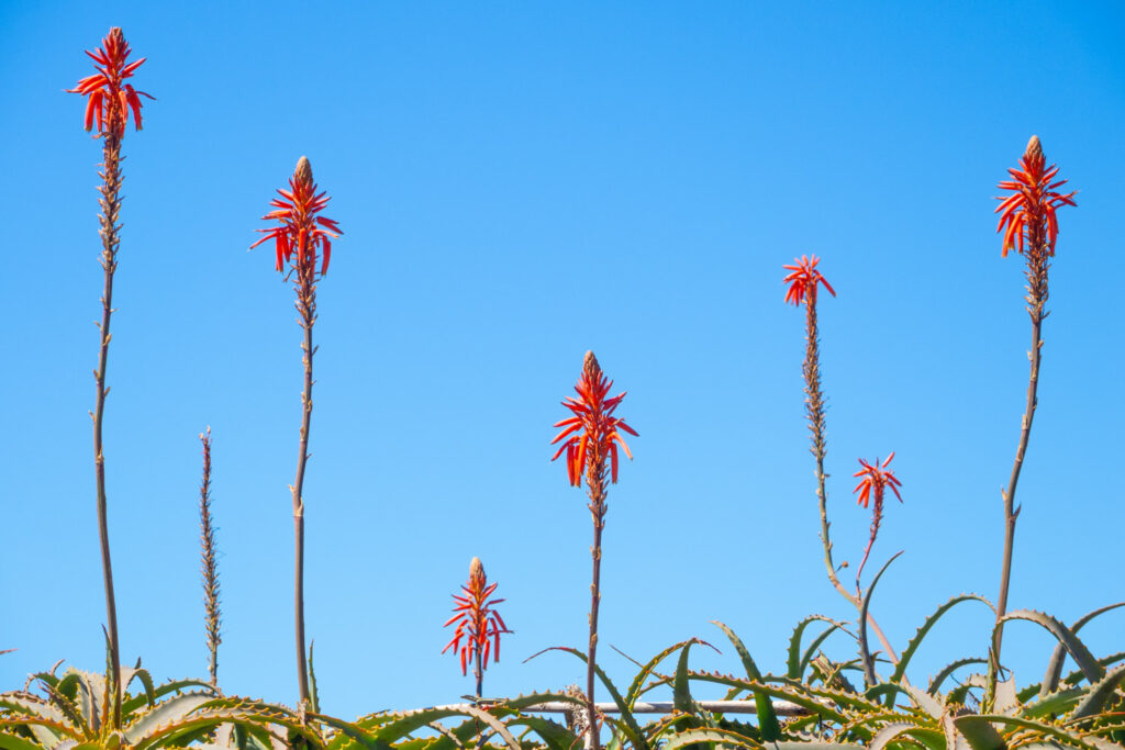 Boomachtige aloe met rode bloemen tegen diepblauwe lucht, planten fotograferen op Madeira