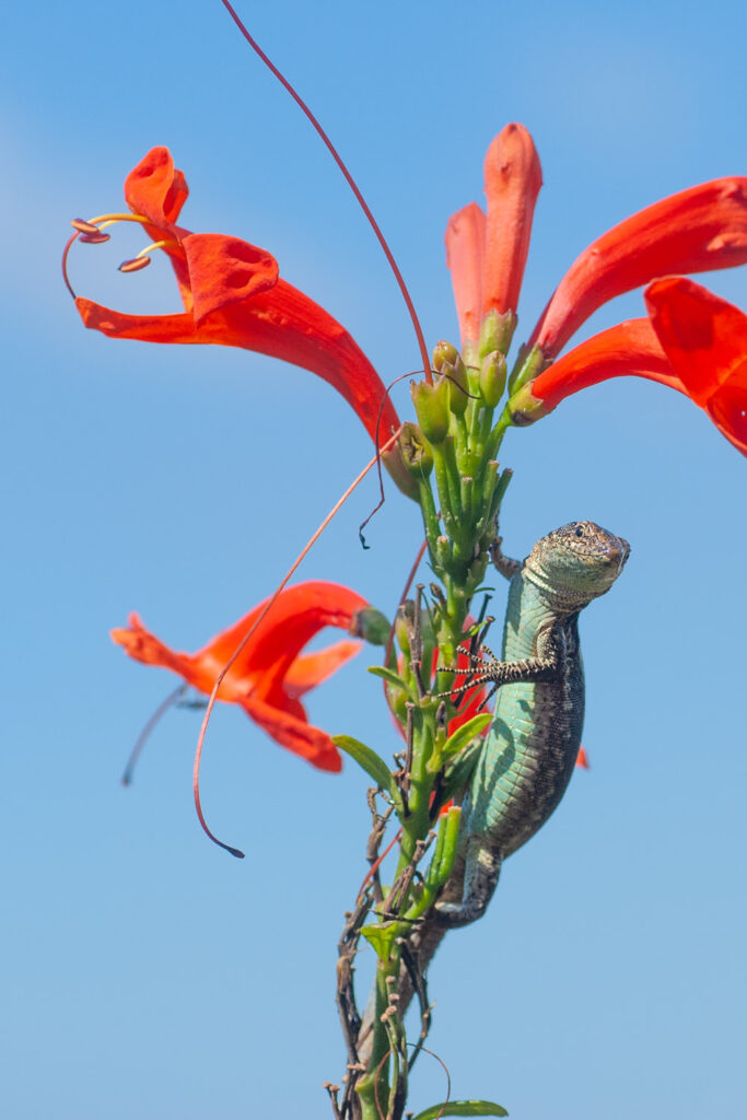 Madeira muurhagedis in een rode bloem, macrofotografie op Madeira