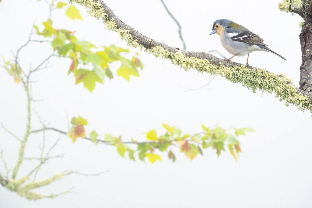 Endemische Madeira vink op een met mos begroeide tak, natuurfotografie op Madeira