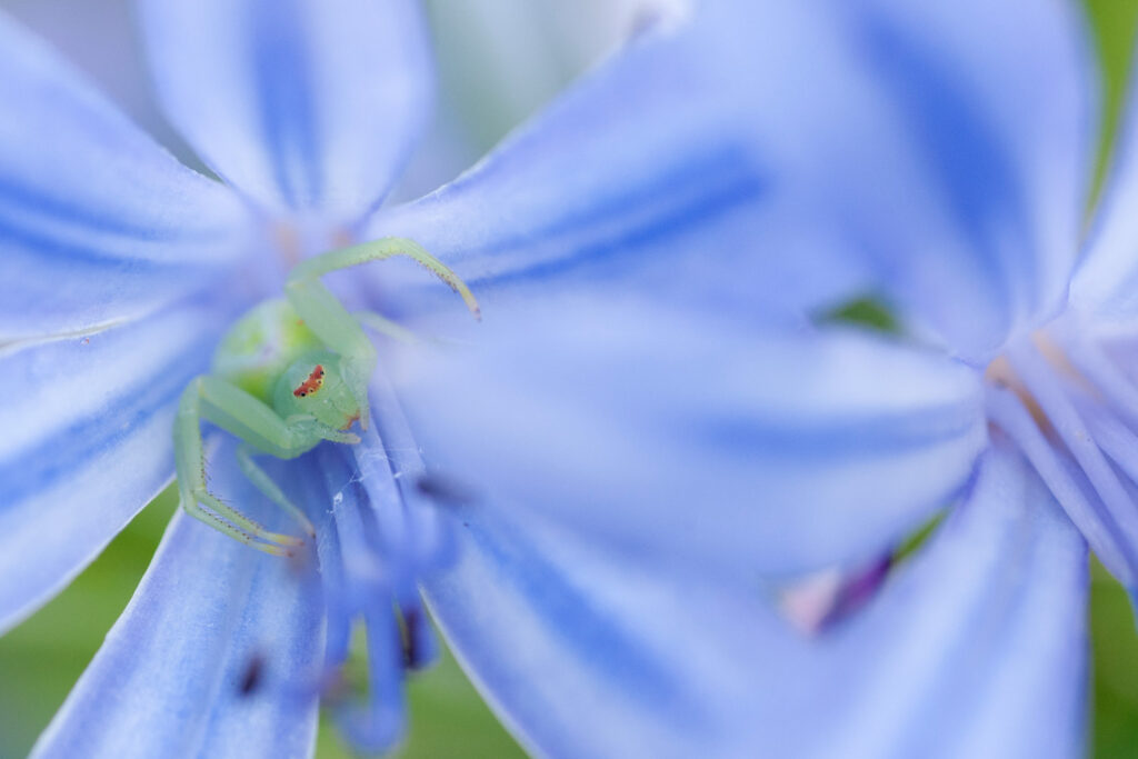 Kameleonspin verscholen in een blauwe bloem, insecten fotograferen op Madeira