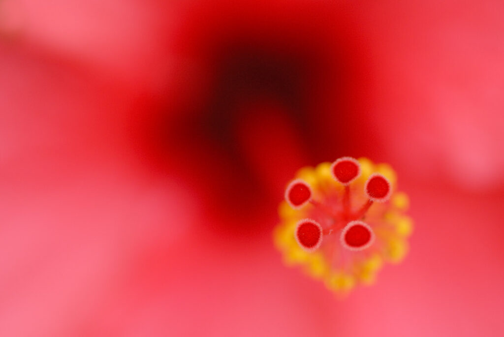 Rode hibiscus van dichtbij gefotografeerd, bloemen fotograferen op Madeira