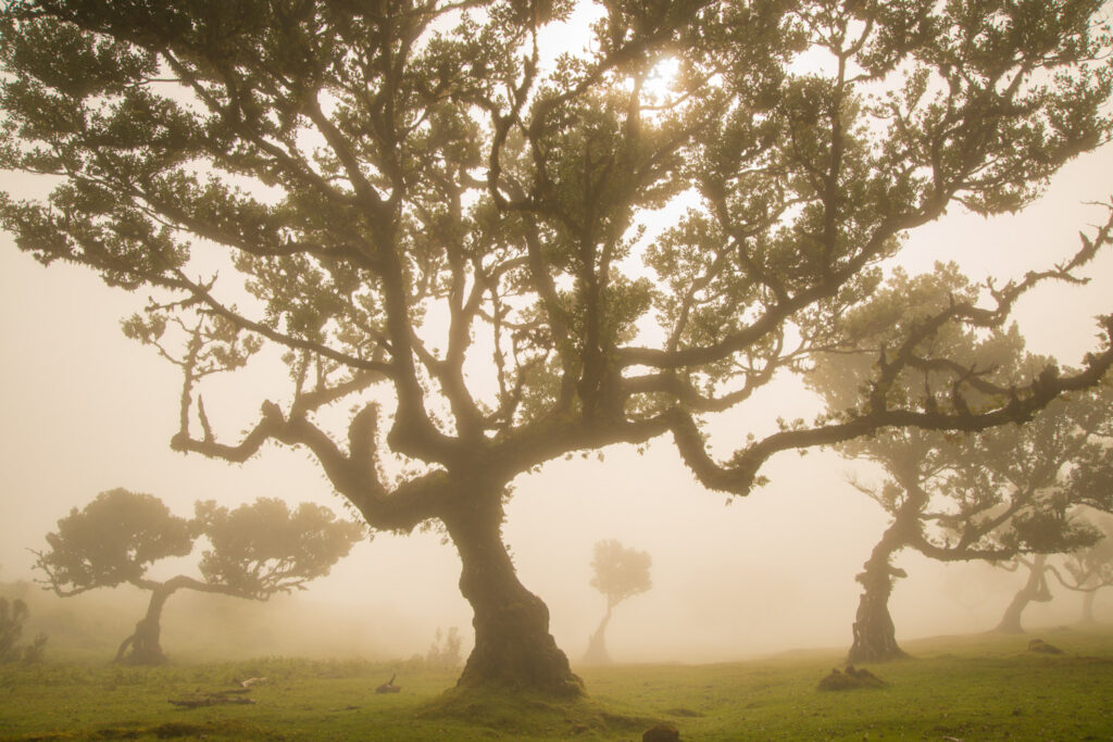 Mysterieuze mist tussen oude laurierbomen in Fanal, fotograferen op Madeira