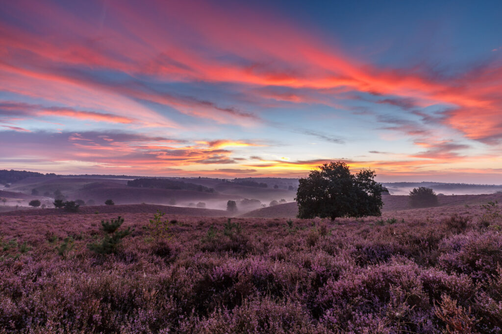 Bloeiende heide fotograferen met kleurcontrast tussen roze wolkenlucht en paars heideveld