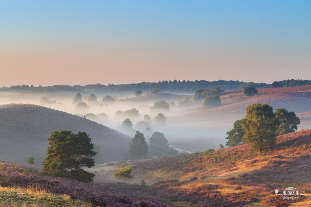 Bloeiende heide fotograferen in een glooiend heidelandschap met ochtendmist en warm licht