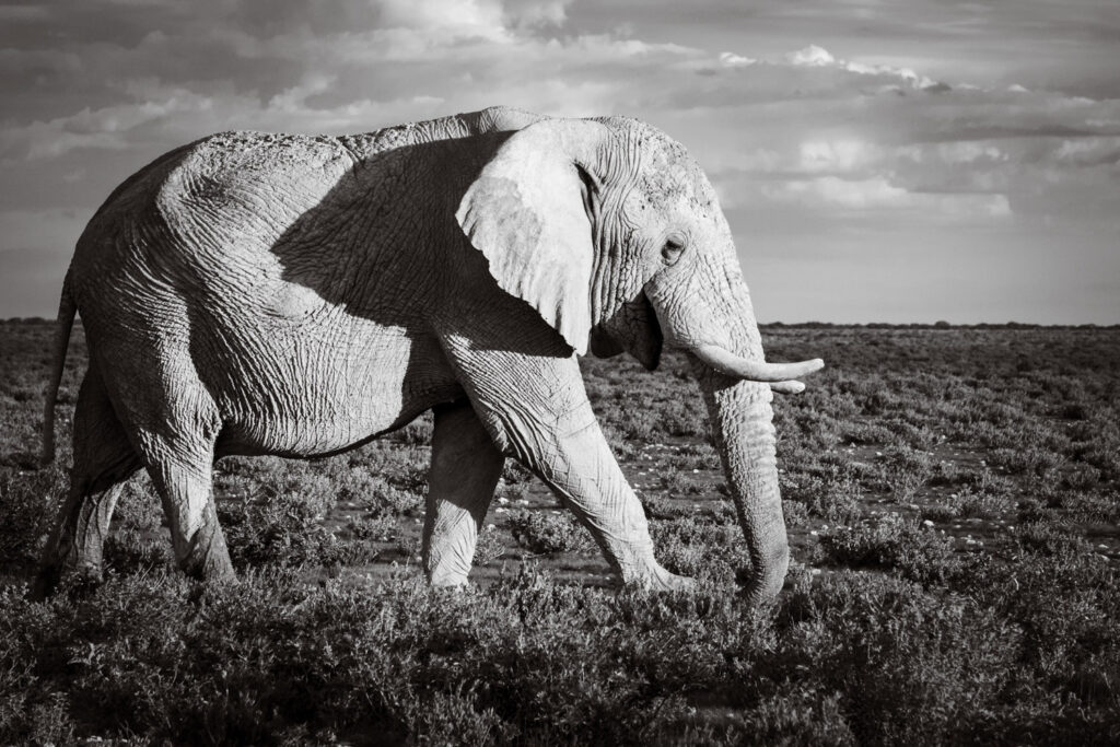Zwart-witfoto van een olifant in de natuur als voorbeeld van wildlifefotografie