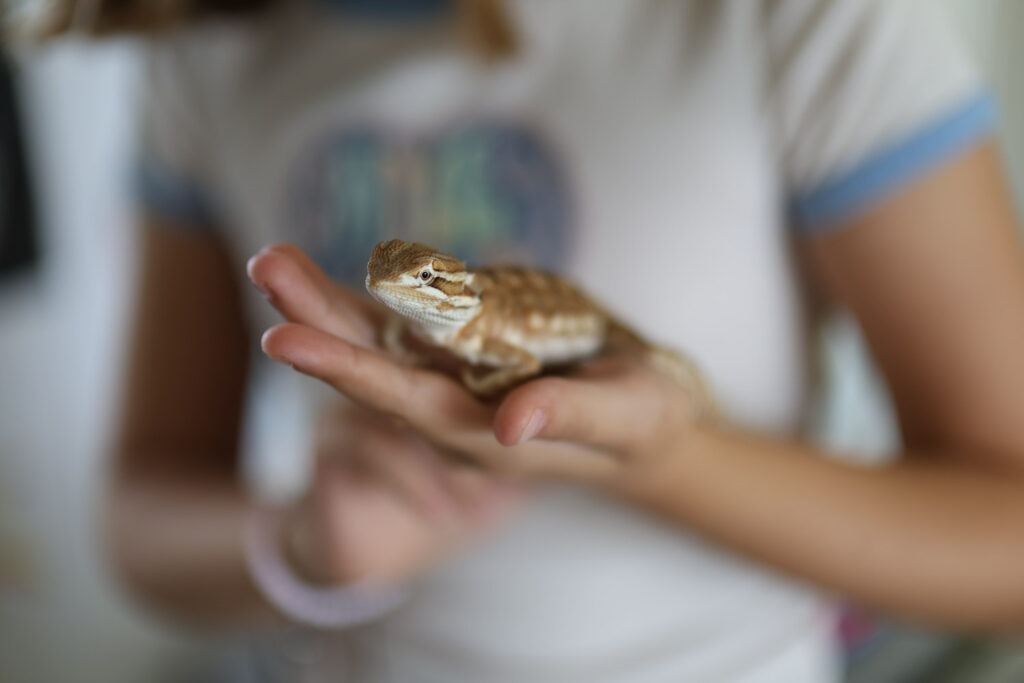hagedis op hand met oog scherp