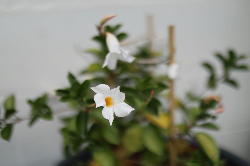 bloem met f1.2 diafragma