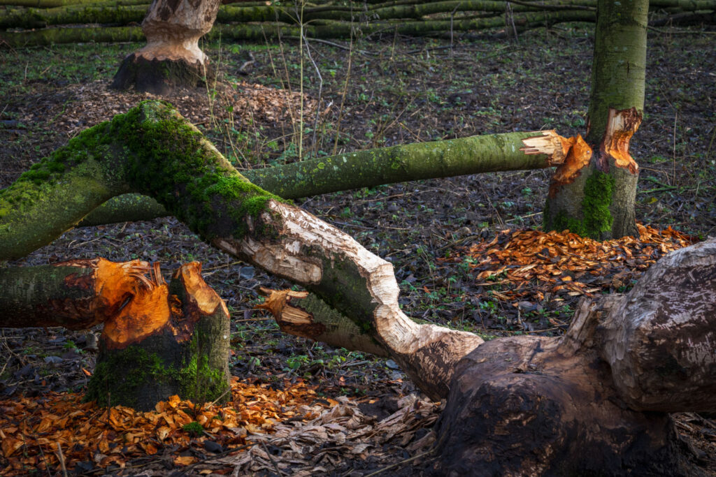 Knaagsporen van een bever als hulp bij het vinden en fotograferen van bevers