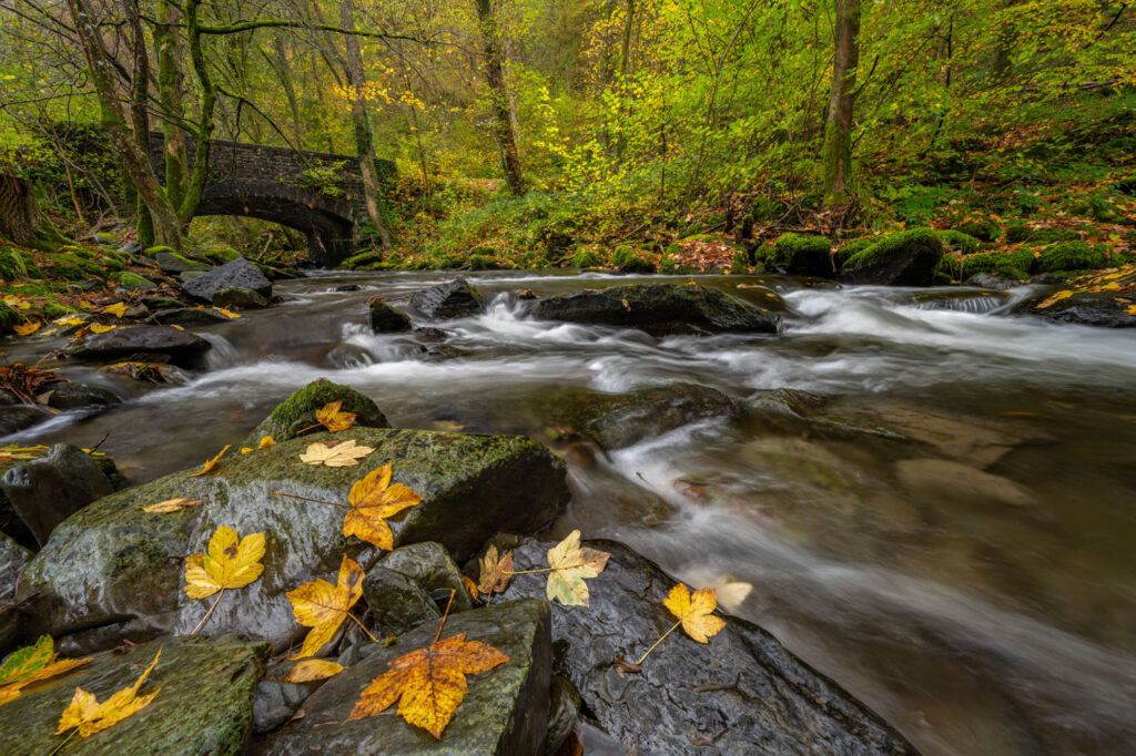 Slecht weer fotografie van een herfstbos met bruggetje tijdens stromende regen