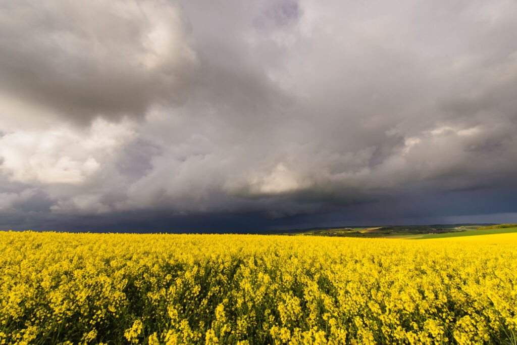 Slecht weer fotografie met dreigende onweerslucht boven een koolzaadveld