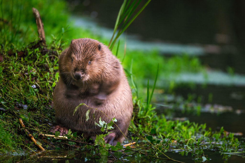 Bever fotograferen op ooghoogte voor een intiem portret in de natuur