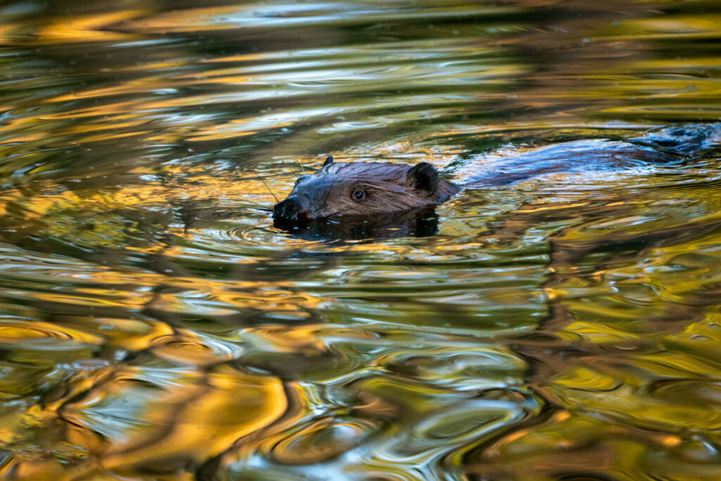 Bever fotograferen bij mooi licht met warme kleuren in het water