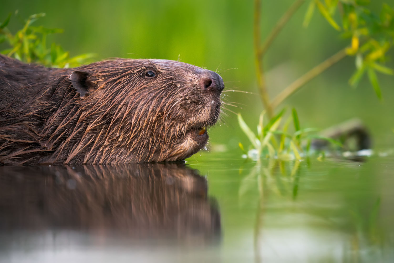 Bever fotograferen in en rond het water: zwemmende bever tussen groene oevervegetatie