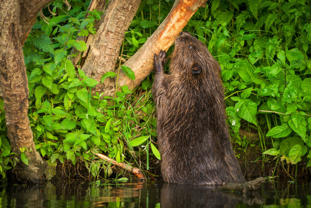 Bever fotograferen bij vraatsporen: knagende bever aan een tak langs de oever
