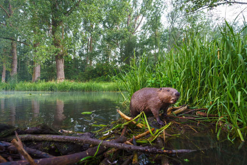 Bever fotograferen vanaf laag standpunt bij het water voor intieme beelden