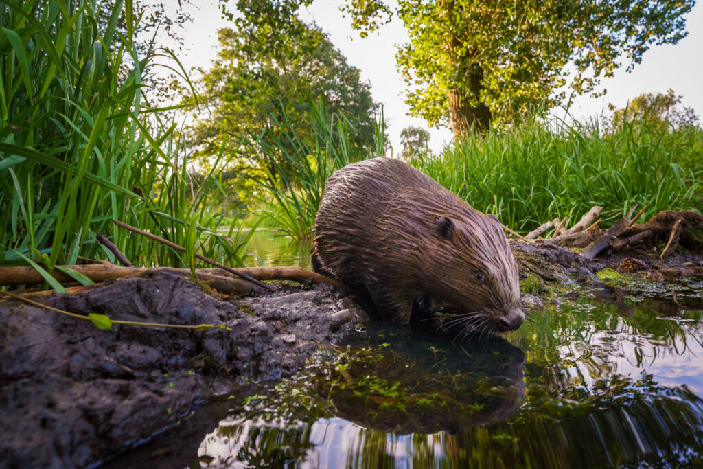 Bever fotograferen in het landschap: beverburcht in het biotoop van de Maasplassen