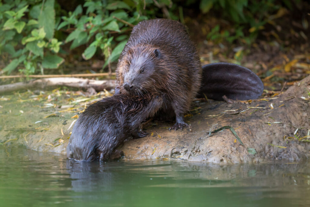 Bevers fotograferen als project: interactie tussen een oudere bever en een jong