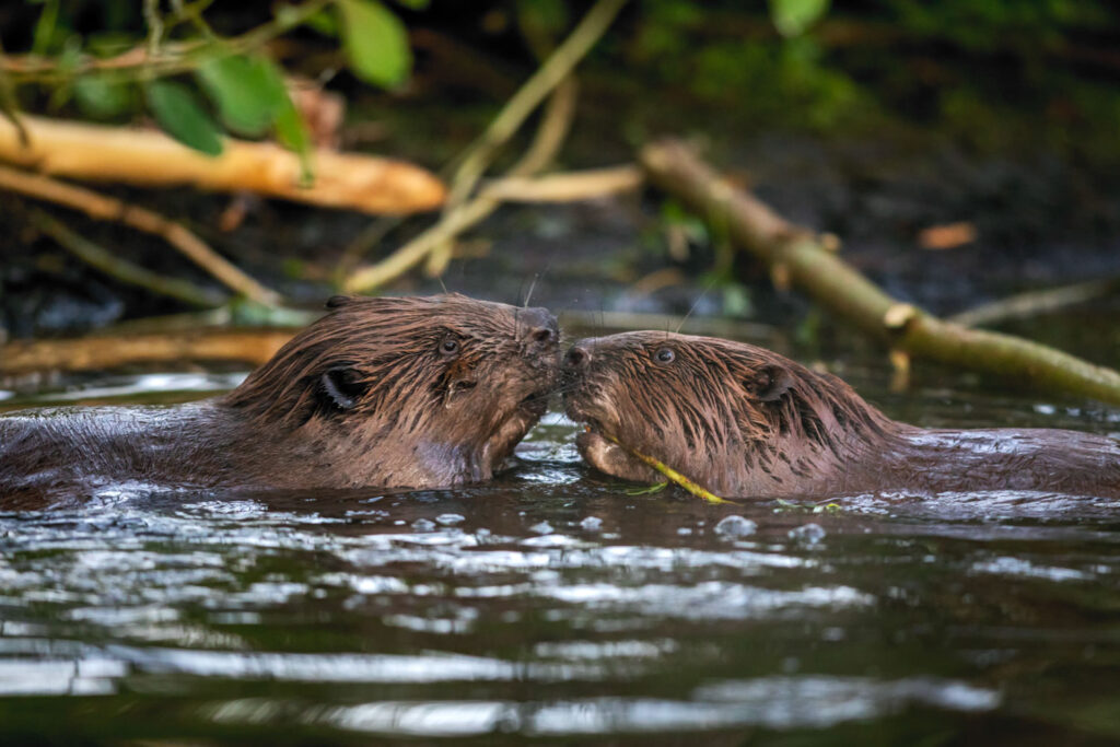 Bevers fotograferen langs de oever: twee zwemmende bevers in groen weerkaatst licht