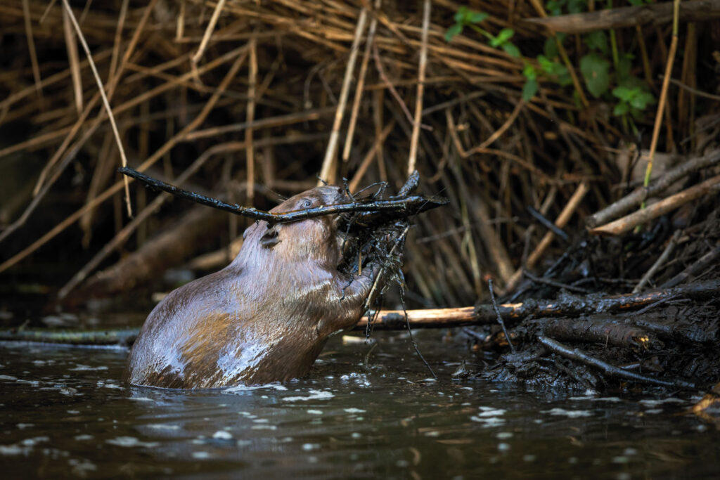 Een schuwe bever benaderen en fotograferen tussen het riet aan de oever