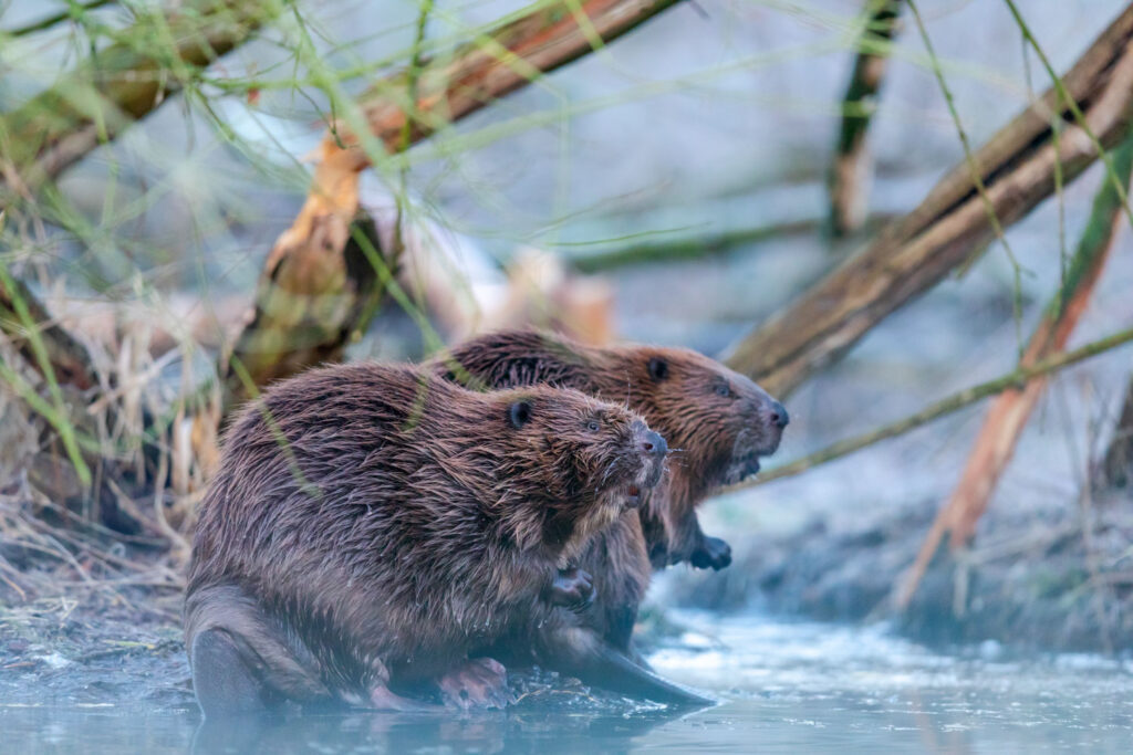Bevers fotograferen in de winter: bever op het ijs in de donkere maanden