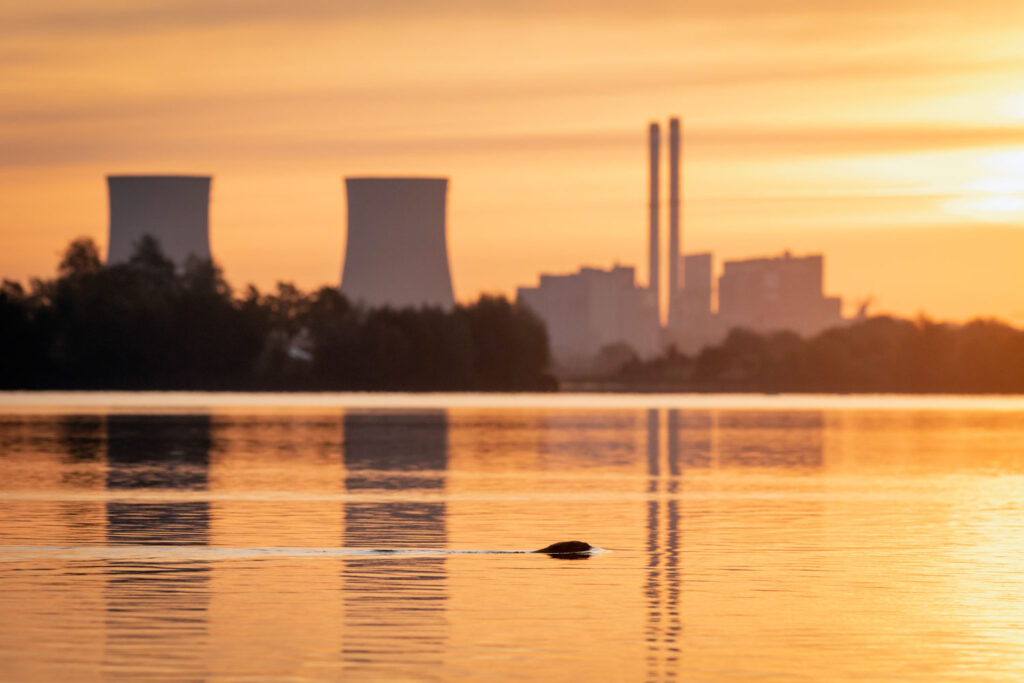 Bever fotograferen in de schemering met avondlicht en menselijke omgeving op de achtergrond