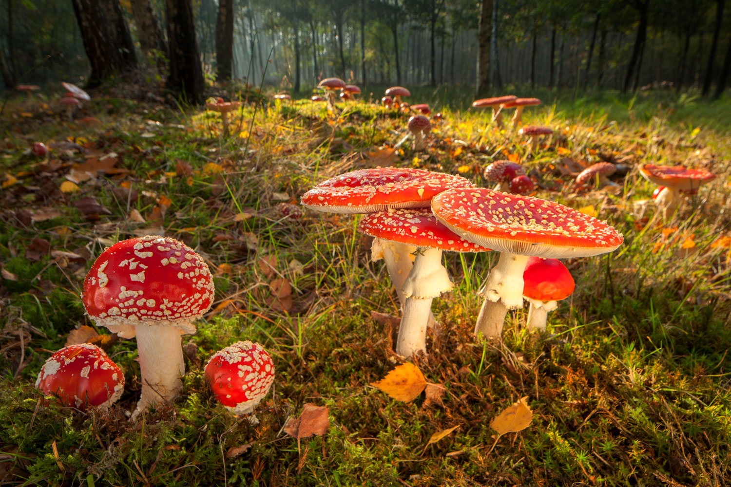 Paddenstoelen fotograferen: groep vliegenzwammen in tegenlicht in een herfstbos