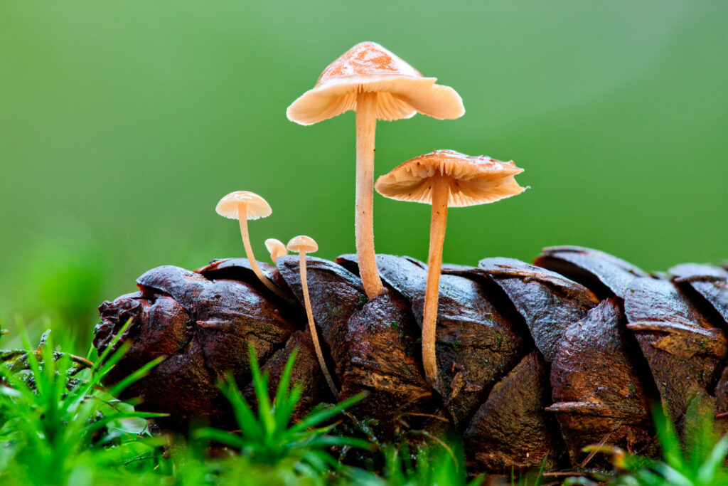 Paddenstoelen fotograferen met focus stacking: zwammetjes op een sparappel in het mos
