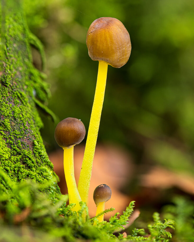 Paddenstoelen fotograferen: grassteelmycena met focus stacking en wazige achtergrond