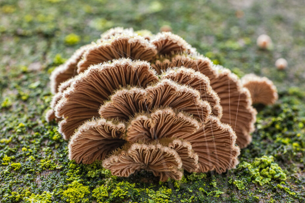 Waaierzwammen op een boomstam, gefotografeerd met een macrolens voor natuurfotografie