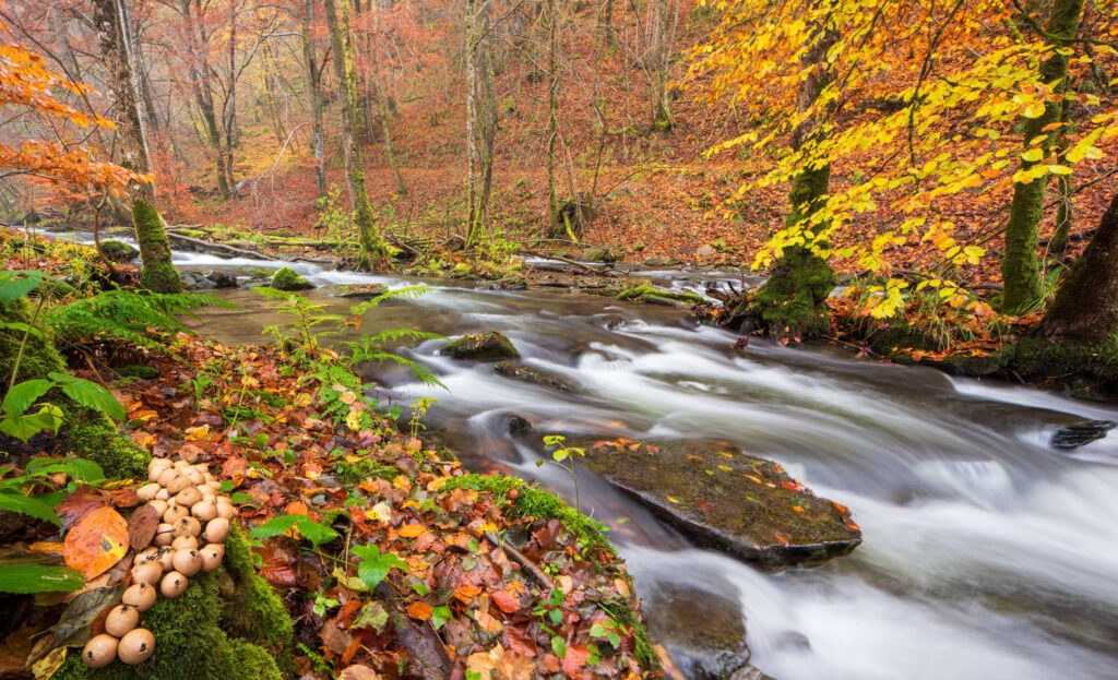 Stuifzwammen in een herfstig boslandschap bij het fotograferen van paddenstoelen