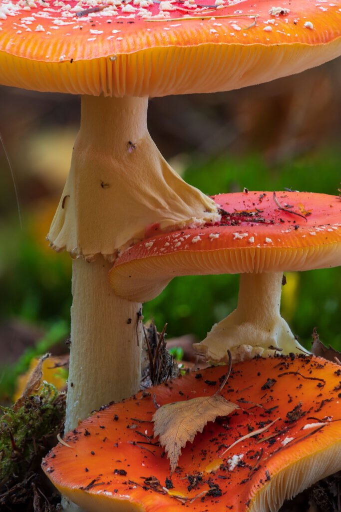 Paddenstoelen fotograferen: verstrengelde vliegenzwammen in een abstracte compositie